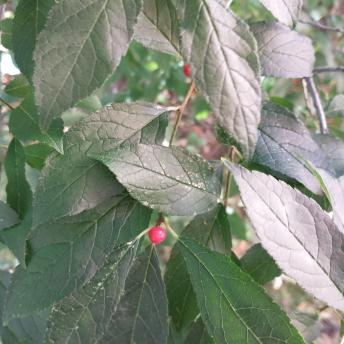 Ilex Verticillata leaf